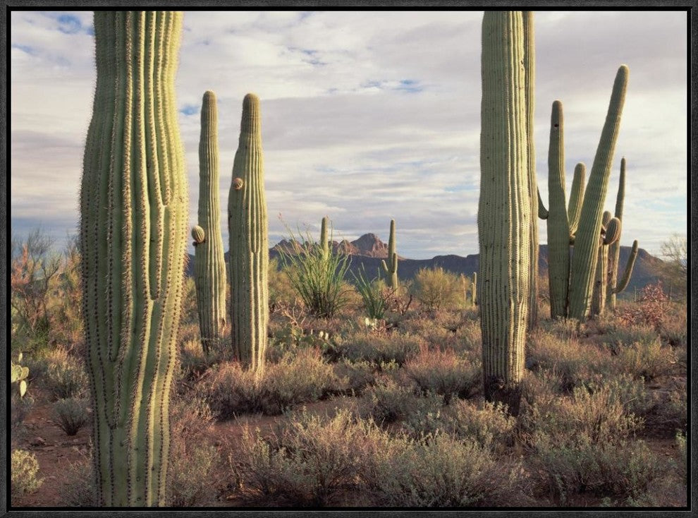 Safford Peak and Saguaro Saguaro National Park, Arizona, 24"x18"