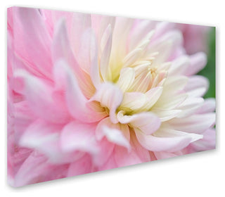 Cora Niele 'White and Pink Dahlia' Canvas Art