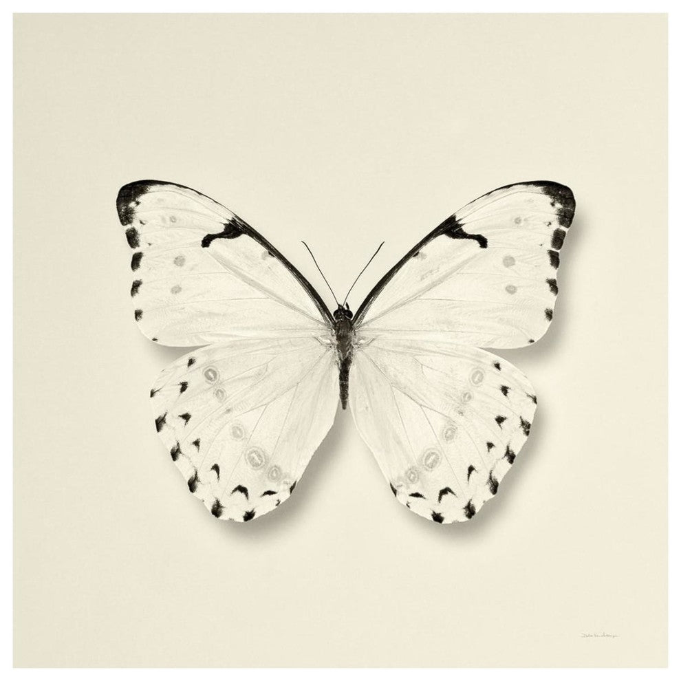 "Butterfly II - BW" Digital Paper Print by Debra Van Swearingen, 38"x38"