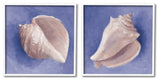 Simple Classic Seashell Conch Still Life Painting, 2pc, each 24 x 24