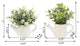 Eucalyptus & Tea Leaf In Cathedral Watering Canï¼ŒSet Of 2
