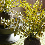 Maidenhair Drop-Ins, Set of 3