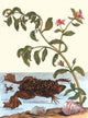 Shoreline Purslane with a Common Surinam Toad- Canvas Poster 20" x 30"