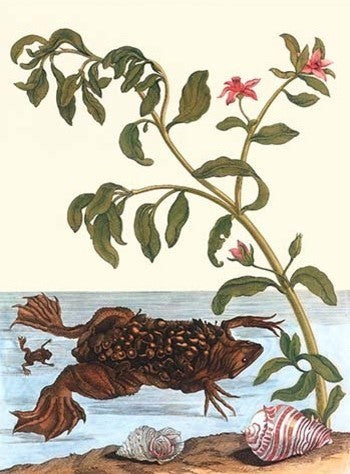 Shoreline Purslane with a Common Surinam Toad- Canvas Poster 20" x 30"