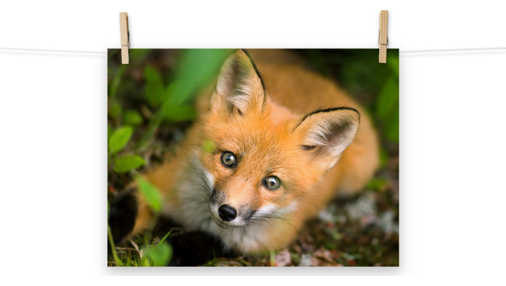 Young Red Fox Face Animal Wildlife Nature Photograph Loose Wall Art Print, 12" X 16"