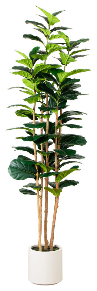 Full view of entire tree on white background, front-facing.