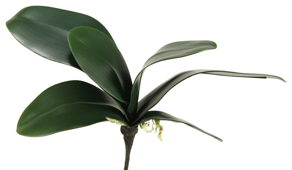 10.75" Orchid Foliage, Set of 3