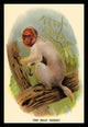The Bald Uakari - Fine Art Giclee Print 24" x 36"