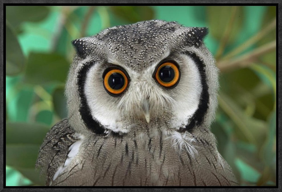 Southern White-Faced Owl Portrait, Native To Southern Africa, 18"x12"