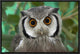 Southern White-Faced Owl Portrait, Native To Southern Africa, 18"x12"