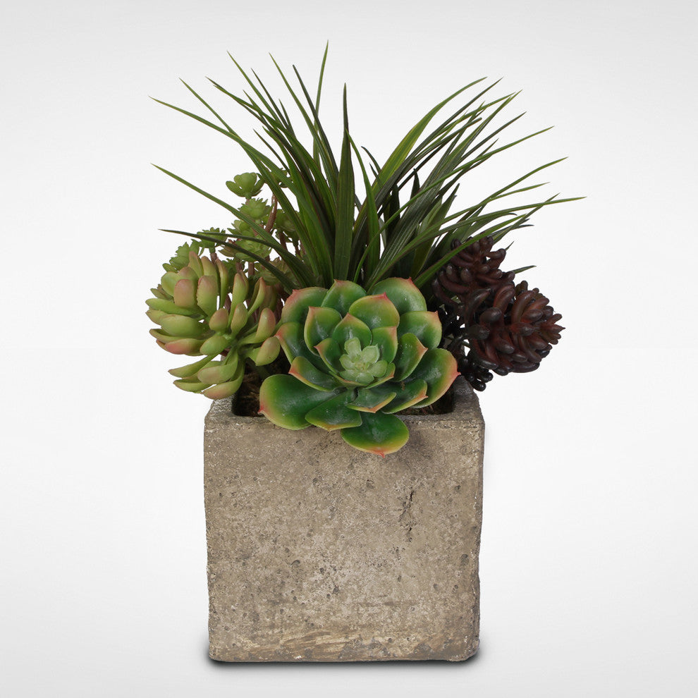 Attractive Succulent Arrangement in a Concrete Cube