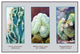 Cereusperuvianus Monstrosus- Gallery Wrapped Canvas Art 28" x 42"