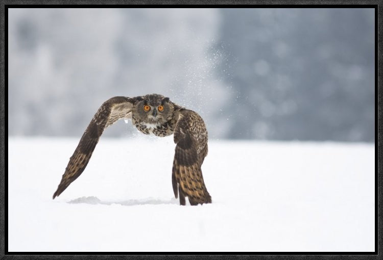 "Eurasian Eagle-Owl" Framed Canvas Giclee by Milan Zygmunt, 19x13"