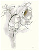 "Carols Roses III Soft Gray" Digital Paper Print by Shirley Novak, 30"x37"
