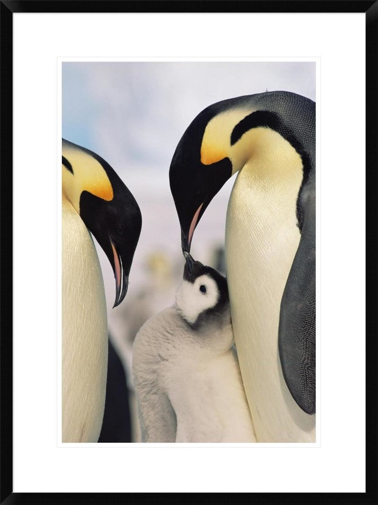 "Emperor Penguin parents with chick, Antarctica"  by Konrad Wothe, 24x32"