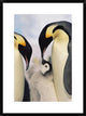 "Emperor Penguin parents with chick, Antarctica"  by Konrad Wothe, 24x32"