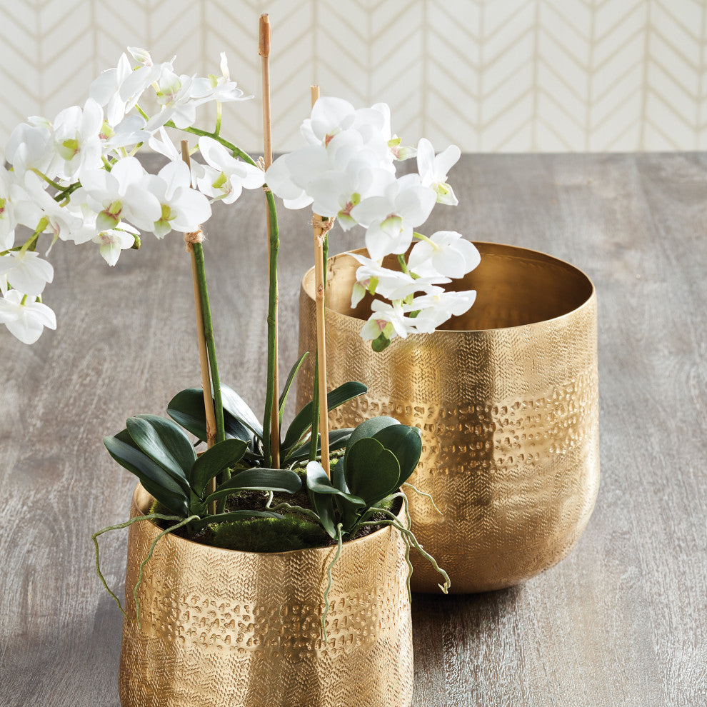 Phalaenopsis 16" Mini Garden Drop-In
