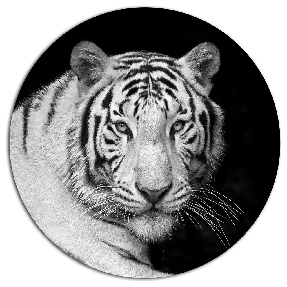 Staring Bengal White Tiger, Animal Art Round Wall Art, 36"