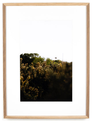 Blackbird Fly By Annie Spratt