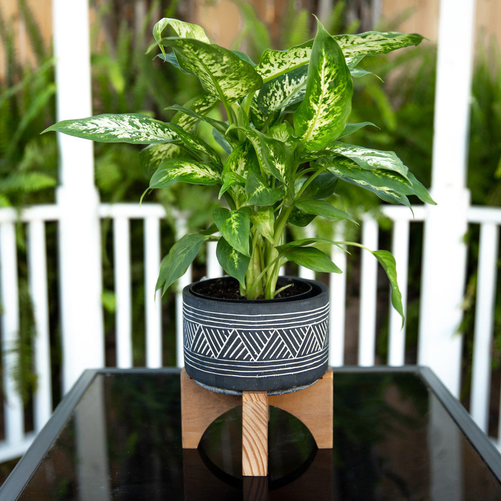 7"  Mountain Cement With Wood Stand