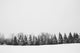 36x24 Pine Line, Unframed Artwork