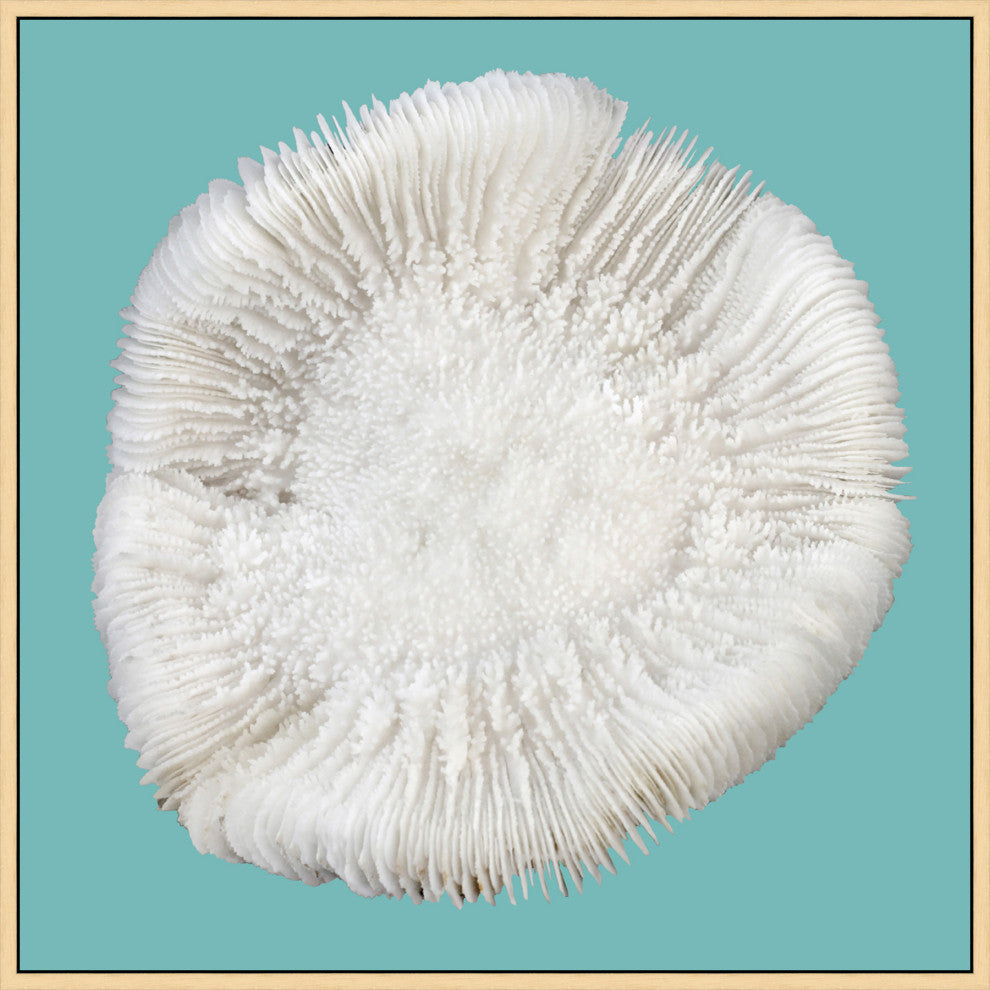 Coral On Aqua 4, Giclee Reproduction Artwork