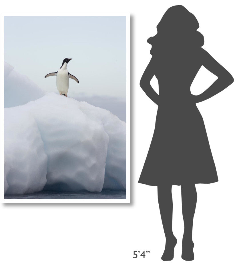 "Adelie Penguin standing on iceberg, Paulet Island" Paper Art, 34"x50"