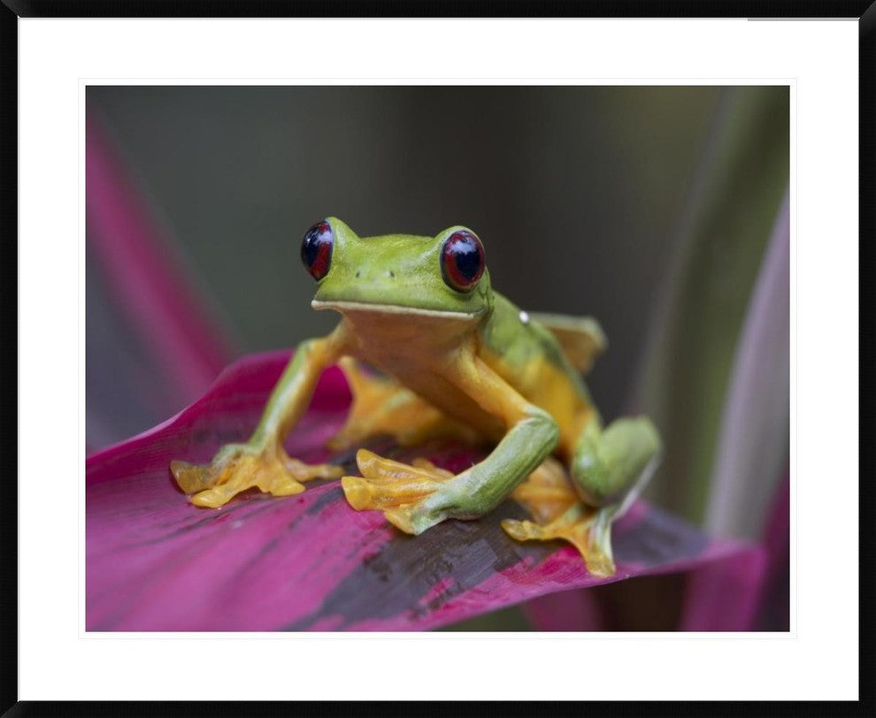 "Gliding Leaf Frog portrait, Costa Rica"  by Tim Fitzharris, 40x32"
