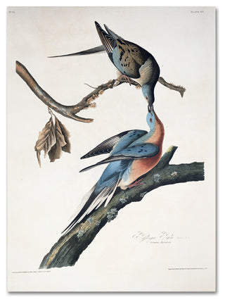 'Passenger Pigeon' Canvas Art by John James Audubon