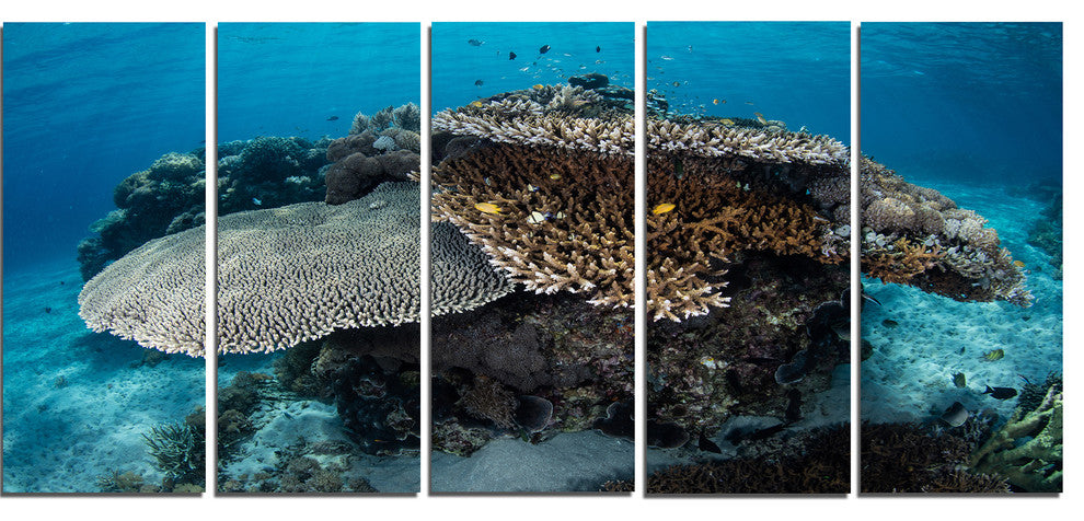 Corals and Fish in Komodo National Park, Seashore Canvas Art, 60"x28", 5 Panels