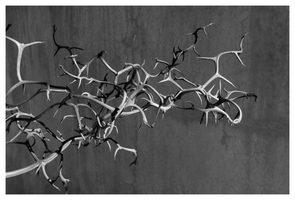 THORNS, 16x24