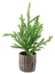 12" Artificial Pine Christmas Tree in Faux Wooden Pot