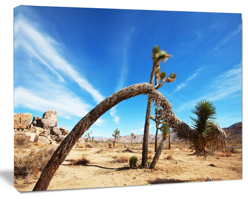 Curved Joshua Tree in Desert, Landscape Wall Art on Canvas, 20"x12"
