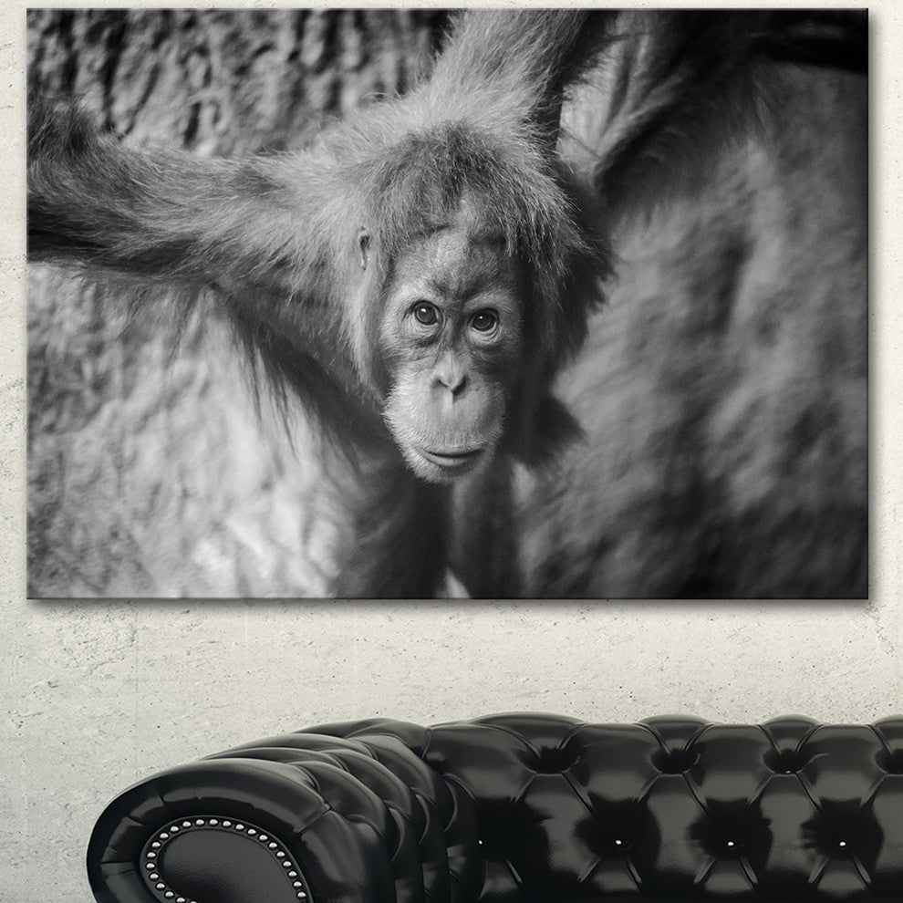 Young Orangutan Black, Abstract Canvas Art Print, 40"x30"