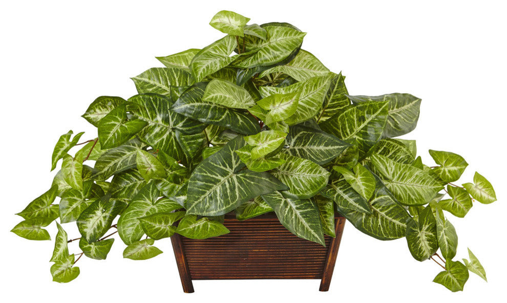 Nephthytis In Wood Planter