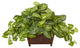 Nephthytis In Wood Planter