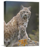 "Bobcat Mother And Kitten, North America" Artwork, 12" x 16"