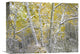 "Quaking Aspens Near Kebbler Pass, Gunnison National Forest, Colorado" Artwork
