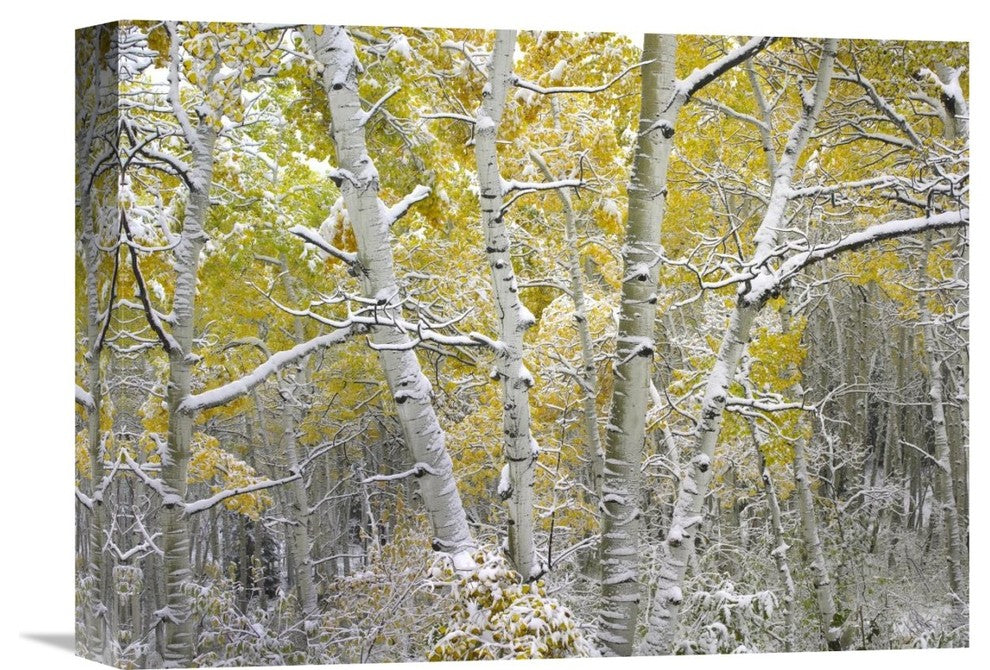 "Quaking Aspens Near Kebbler Pass, Gunnison National Forest, Colorado" Artwork