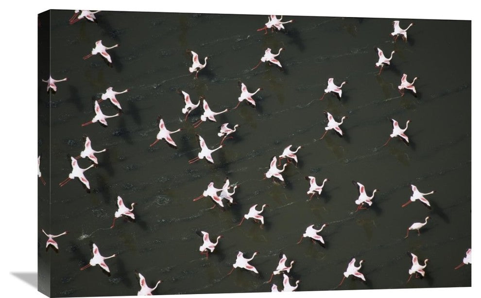 "Lesser Flamingo Flock Taking Flight From The Surface Of A Lake, Kenya" Artwork