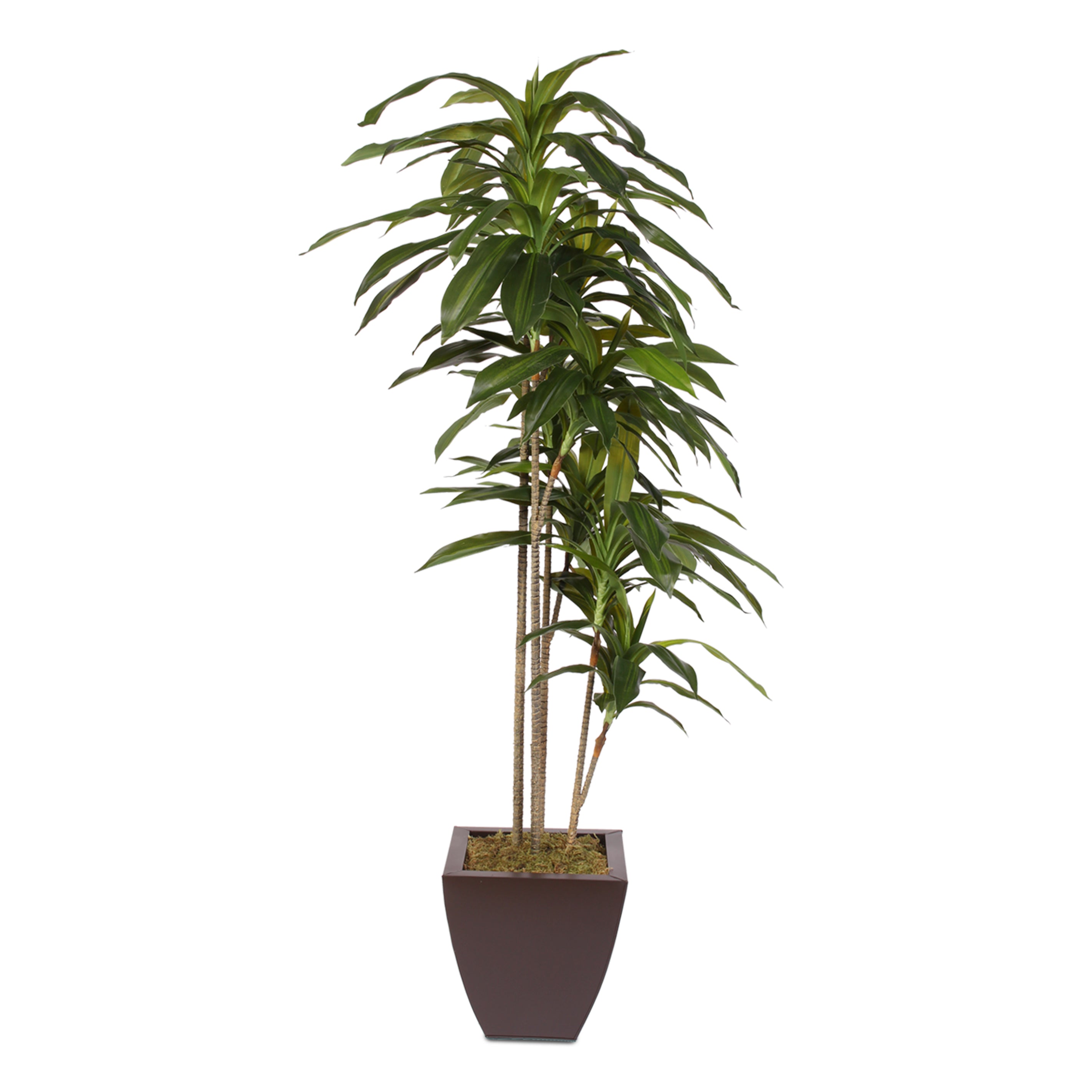 Deluxe Series Medicine Cabinet, 16"x36", Stainless Steel Frame, Recessed