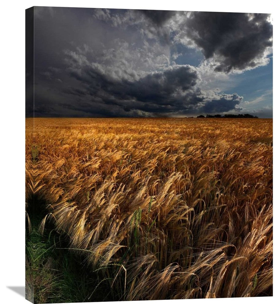 "Strohgaeu" Stretched Canvas Giclee by Franz Schumacher, 25x30"