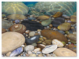 'Shoreline Treasures' Canvas Art by Stephen Stavast