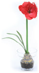 Red Amaryllis with Bulb in Glass Flower Pot