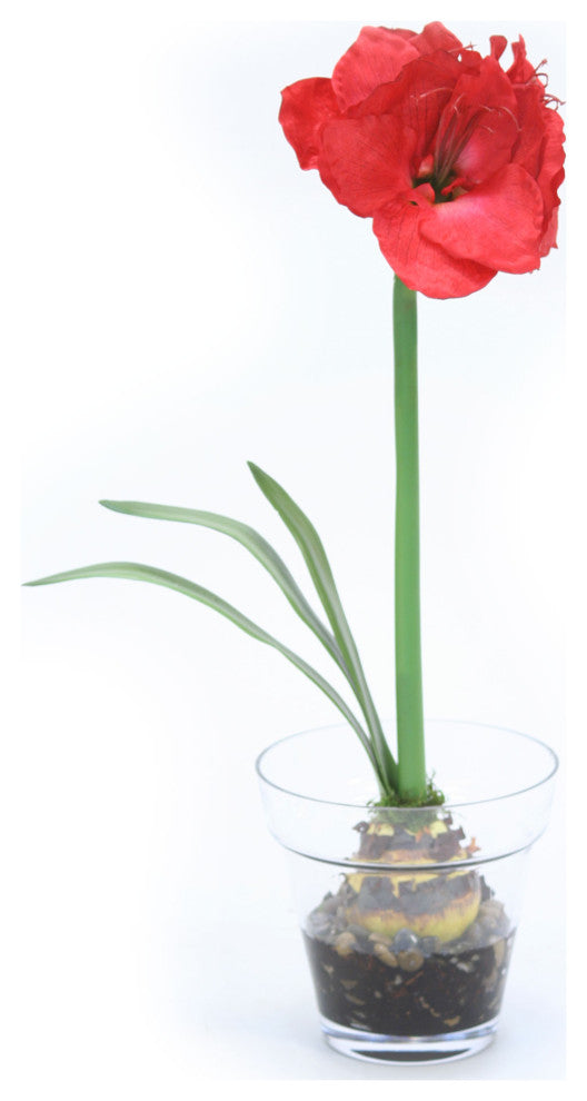 Red Amaryllis with Bulb in Glass Flower Pot