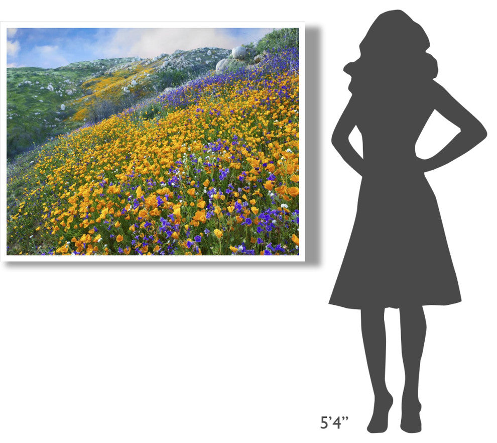 "California Poppym Desert Bluebell, Santa Ana Mountains" Paper Art, 50"x38"
