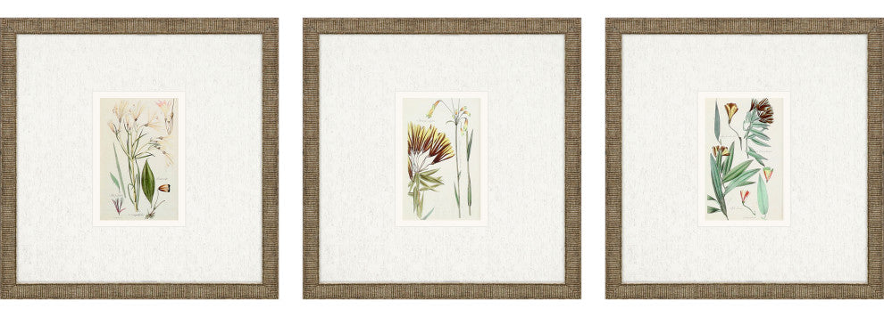 Antique Botanical I, 3-Piece Set Framed Art