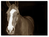 'Horse Portrait' Canvas Art by Preston
