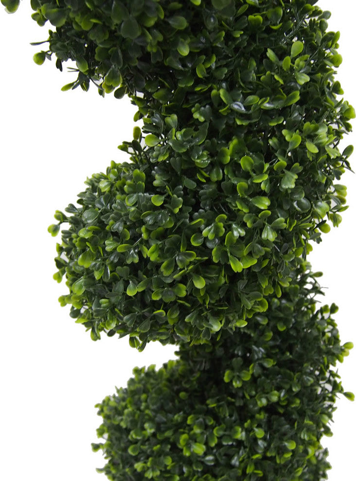 4' Boxwood Spiral In Pot (Uv)