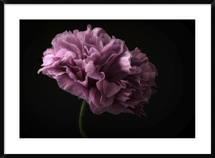 "Poppy" Framed Digital Print by Lotte Gronkjaer, 44x32"